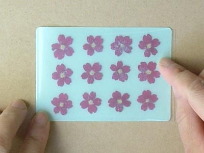 おしばな百科