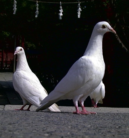 クリックすると新しいウィンドウで開きます