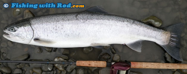 ãsteelheadãã®ç»åæ¤ç´¢çµæ