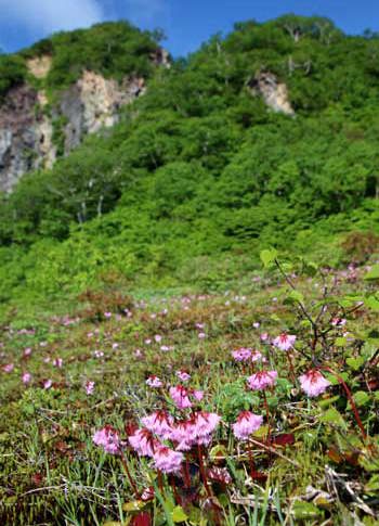 イワカガミ 難しい 大鉢仕立てでも 山野草 還風庵junのブログ