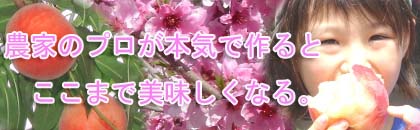 山梨の桃 販売 産直 通販 購入 完熟桃 桃華 桃狩り 山梨の桃の花 山梨の桃狩り 山梨 桃の花 山梨 桃狩り おすすめ