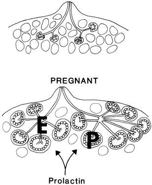 Glossary | womenshealth.gov