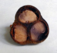 è¶ã®å®ã®ç»å