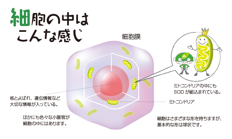 ミトコンドリア病 続き ｍｉｎａｇｉ ｍのブログ