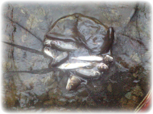 天川 山上川 の沢釣り 渓流釣師のブログ ｱﾏｺﾞ釣りなら玄人裸足 日々の所感も載せています リンクサイトも御覧あれーー
