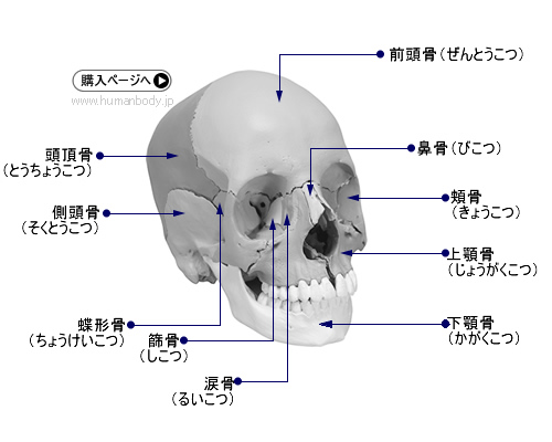 「頭蓋骨縫合線」の画像検索結果