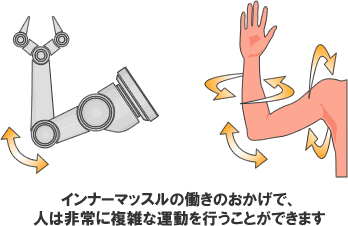 インナーマッスルの働きのおかげで、人は非常に複雑な運動を行うことができます
