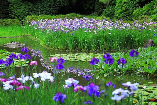平安神宮 花菖蒲 画像
