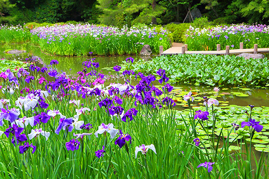 平安神宮 花菖蒲 写真