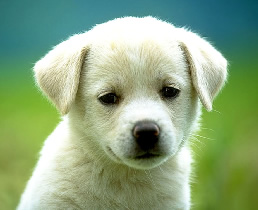 犬のしつけ読本 上手な犬のしつけ方