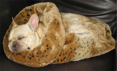 tdt-dog2.jpg