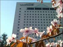 春の桜と旭川グランドホテル