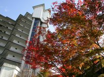 秋保の紅葉は、10月下旬からが見ごろです。