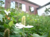 当館の周りには自然がいっぱい☆季節の草花が咲きほこります。