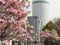 春の大通公園から眺めた札幌プリンスホテルタワー
