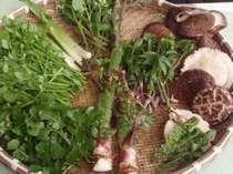 今日のお客様（ひと組）に裏山から採ってきた山菜