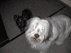 ペットと泊まれる宿のイメージ