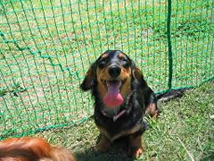 リゾートホテルすいらん【ペットと泊まれる宿】