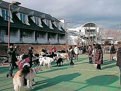 ペットと泊まれる宿のイメージ