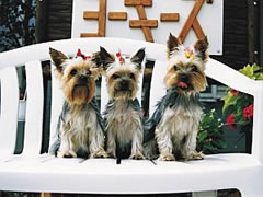 ペットと泊まれる宿のイメージ