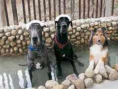 パートナーズハウスゆあさ【ペットと泊まれる宿】