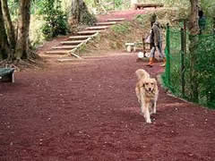 ペットと泊まれる宿のイメージ