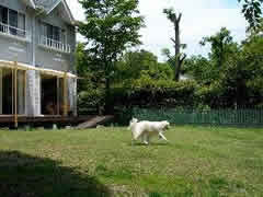 ペットと泊まれる宿のイメージ