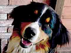 ペットと泊まれる宿のイメージ