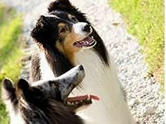 ペットと泊まれる宿のイメージ