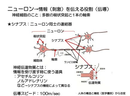 「神経の構造」の画像検索結果