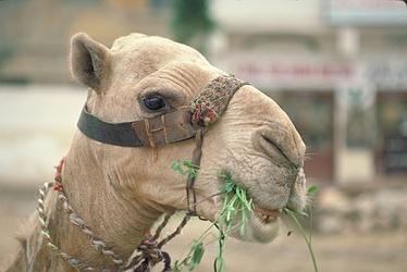 Camel Walking – Out Of Eden Walk