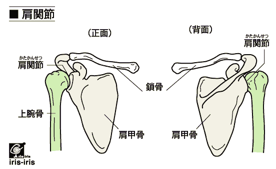 「肩関節　構造」の画像検索結果