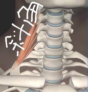 19692202_1435948193165640_2119228568_n