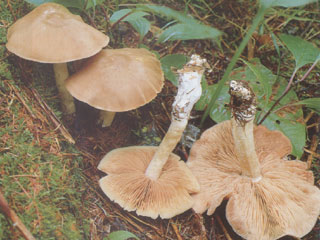 http://www.kinocoya.jp/illust/img/011_1.jpg