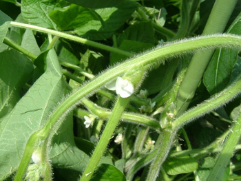 枝豆の花