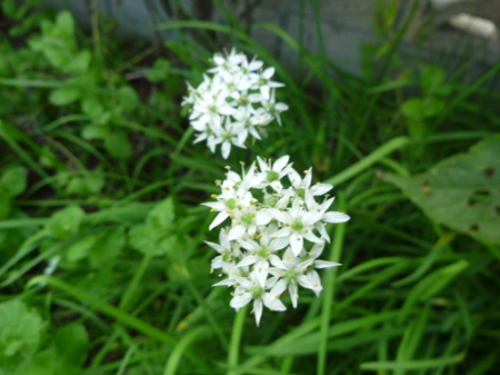 ニラの花