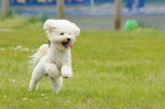 犬が飛んでいます！