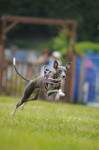 犬が飛んでいます！