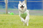 犬が飛んでいます！