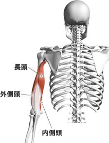 http://www.know-dt.com/muscle/indiv/image/triceps03.jpg