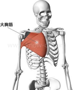 「大胸筋」の画像検索結果
