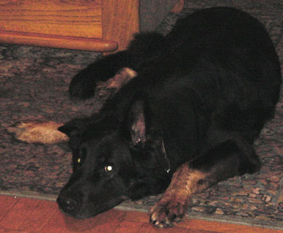 JUAL TIKET KERETA API KAI LEBARAN 2011