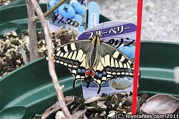 とよたガーデニングフェスタ