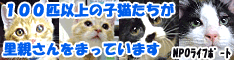 NPO法人犬と猫のためのライフボート～手を伸ばせば救えるいのちがある～