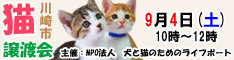 9月4日土曜日に川崎市で猫の譲渡会開催