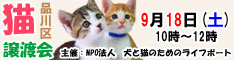 9月18日土曜日に品川区で猫の譲渡会開催