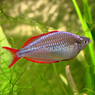 Praecox Rainbow - Livefish.com.au.