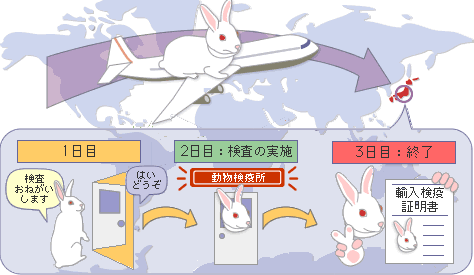 うさぎの輸入