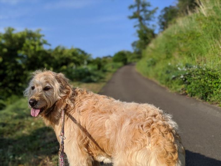 小室山の犬友達 伊豆ブログ 暮らしのスケッチ メープルハウジング