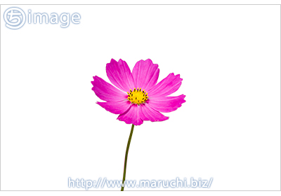 まるちimage コスモス切抜き